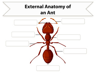 Canvas Print - External Anatomy of an ant worksheet