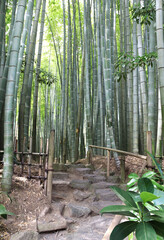 Poster - Stone steps in bamboo garden, Hokokuji temple, Kamakura, Japan