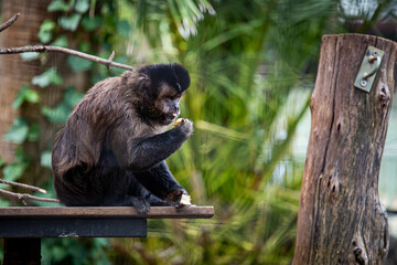 Sticker - Shallow focus shot of an adorable little monkey eating fruit in a zoo