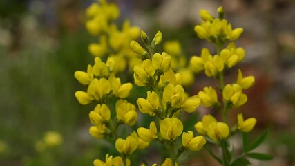 Poster - Yellow Flowers Blow In The Breeze in Field in Yellowstone National Park