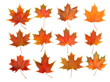 Autumn Leaves Isolate Background. Red And Yellow Maple Leaves In Autumn On A Blank White Background.