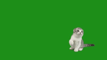 Wall Mural - cat catches on a green screen