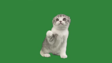 Poster - cat catches on a green screen