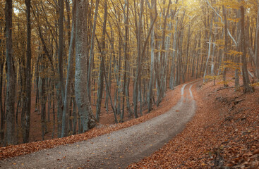 dirt road in the autumn yellow forest.