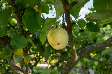 apple on tree