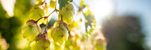 Fresh Green Hop Cones Growing On The Vine. Hop Banner. Beer Brewing Ingredients.