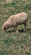 sheep in the grass