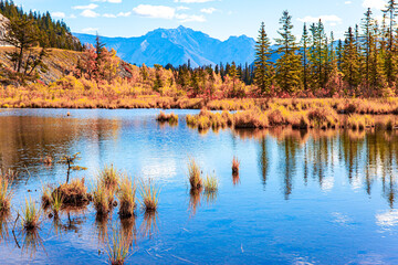 Canvas Print - The autumn forest on the shores