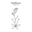 Shadflower or vernal whitlow grass Draba verna , medicinal plant
