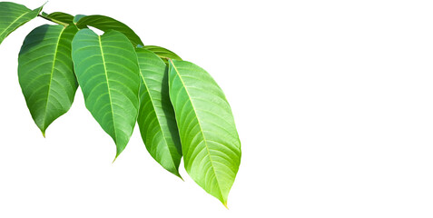 Wall Mural - green leaves of queen crepe myrtle isolated on white background, clipping paths.