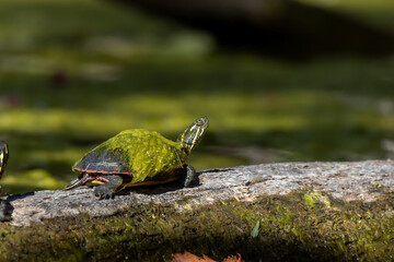 Sticker - The painted turtle (Chrysemys picta) is the most widespread native turtle of North America