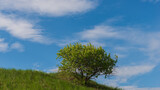 Fototapeta Las - Tree on a hillside against a blue sky.