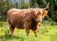 Scottish Highland Cow On The Isle Of Skye, Scotland