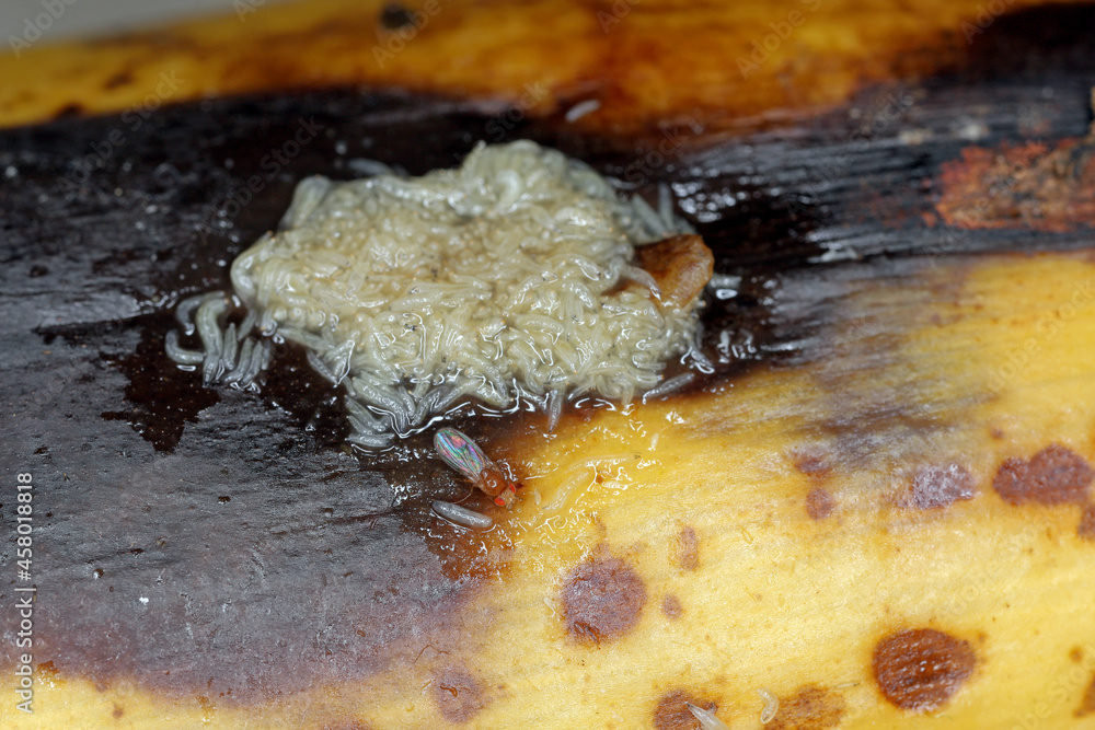 A ot of larvae - maggots and adult of Common fruit fly or vinegar fly - Drosophila melanogaster. It is a species of fly in the family Drosophilidae, pest of fruits and food made from fruits