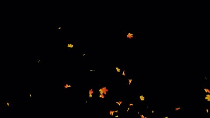 Wall Mural - autumn maple leaves explosion with alpha channel. element footage easy to use place on footage or ba