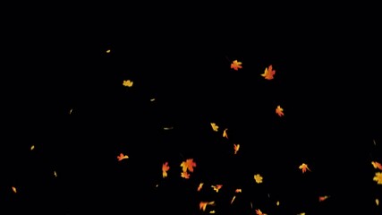 Wall Mural - autumn maple leaves explosion with alpha channel. element footage easy to use place on footage or ba