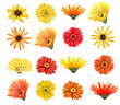 Red and yellow asters and gerber flowers buttons set, isolated floral elements on white background