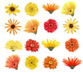 Red and yellow asters and gerber flowers buttons set, isolated floral elements on white background