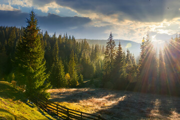 Wall Mural - countryside landscape with spruce forest in the valley. wonderful outdoor nature background at sunri