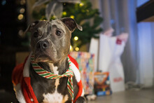 Pit Bull Dog In Front Of The Christmas Tree, With The Balls And Lights On And Some Gifts. Waiting For Santa Claus To Arrive.