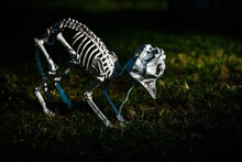 Day Of The Dead, Halloween Or Dia. Halloween Background. Halloween Skeleton Of Scary Dog Or Cat.