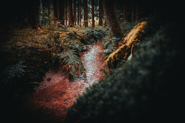 Sticker - Beautiful view of the forest river surrounded by tall trees through a hole in late summer