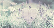 Blumenwiese mit Lavendel und Herz zum Beschreiben