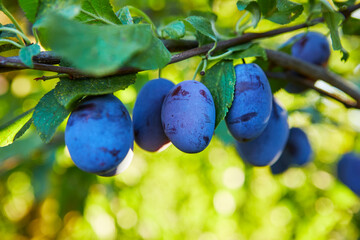 Wall Mural - Branch with ripe plums, close-up