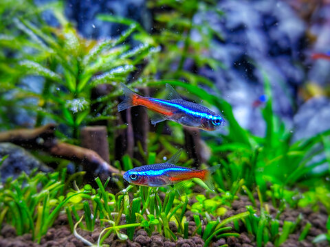 blue neon tetra fish in aquarium