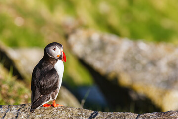 Sticker - Atlantic Puffin sitting on a rock