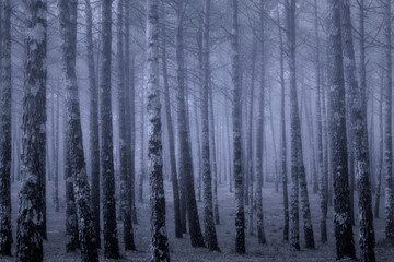 Canvas Print - Foggy forest at dusk