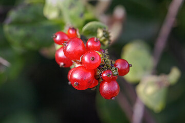 Canvas Print - Wild red berry