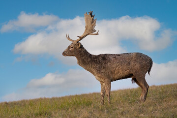 Wall Mural - fallow deer, dama dama, standing on grass from profile in autumn. antlered male observing on field w