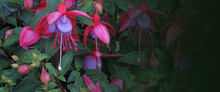Fuchsias Message Banner - Deep Pink Purple Fuchsia Flower Heads With Leaves Fading To Black Ideal For Gardening And Flower Enthusiast Template Background With Copy Space
