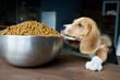 Beagle puppy is about to eat a full bowl of dog food standing on a wooden table, too big for him. Hungry dog, gluttony.