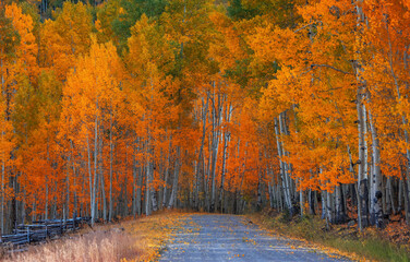 Wall Mural - Bright Aspen trees along rural drive in Colorado during autumn time