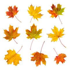 set of autumn maple leaves isolated on white