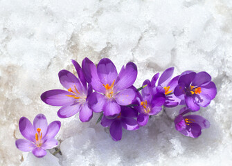 Wall Mural - Flowers violet crocuses ( Crocus heuffelianus ) in snow with copy space for text. Top view, flat lay