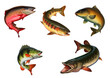 Large Set of freshwater fish. Several fish illustration realism isolate.