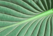 © PhotobyKristi - Macro of light green leaf nature background, copy space, pattern, wallpaper