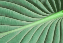 Macro Of Light Green Leaf Nature Background, Copy Space, Pattern, Wallpaper