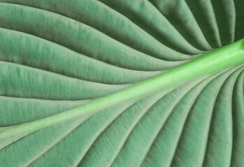 Macro of light green leaf nature background, copy space, pattern, wallpaper