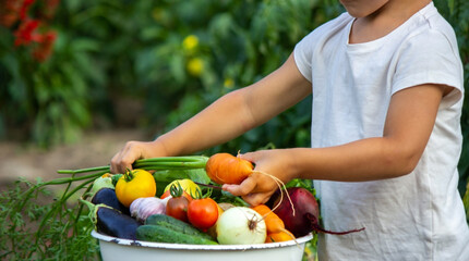 Poster - The child holds vegetables in his hands. Vegetables in a bowl on the farm. Organic product from the farm