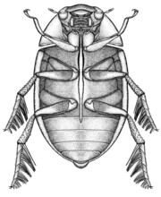 Ink Beetle Drawing In Dorsal View (Coleoptera - Hydrophilidae Family)