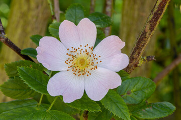 Wall Mural - rosa Heckenrose Nahaufnahme