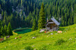 Cows grazing by wooden small mountain hut at Koca na Planini pri Jezeru in Bohinj Lake area Julian Alps, Slovenia