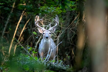8 Point Whitetail Deer Buck In Forest With Velvet On His Antlers