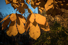 Autumn Yellow Chestnut Leaves Against Blue Sunset Sky