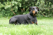 © KONARSKI - Doberman Pinscher
