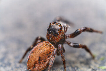 Wall Mural - jumping spider on a gray stone, a spider of the family Salticidae.